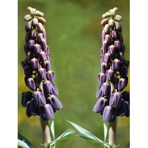 Persisk Vibeg, Twin Towers Tribute