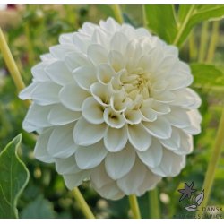 Dahlia Petra's Wedding