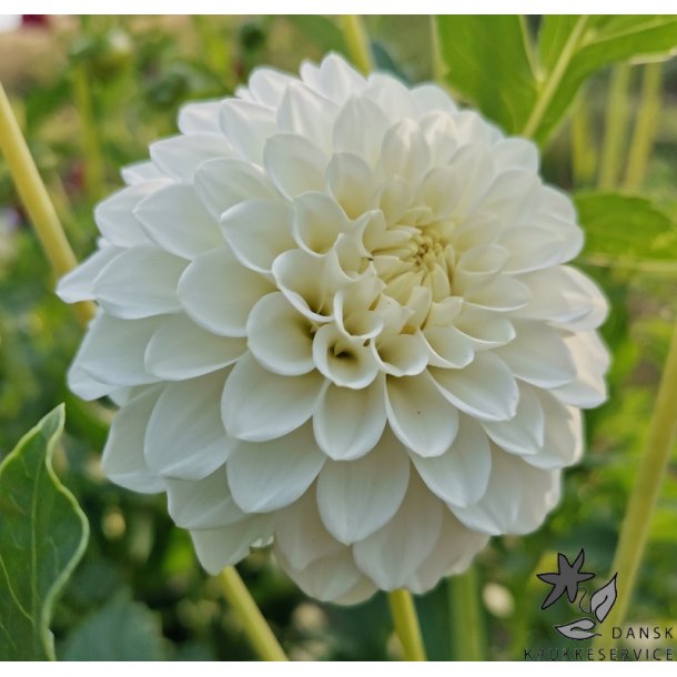 Dahlia Petra's Wedding