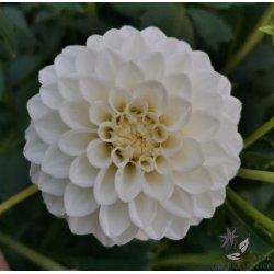 Dahlia Petra's Wedding