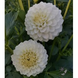 Dahlia Petra's Wedding