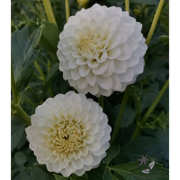 Dahlia Petra's Wedding