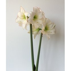 Hippeastrum Picotee