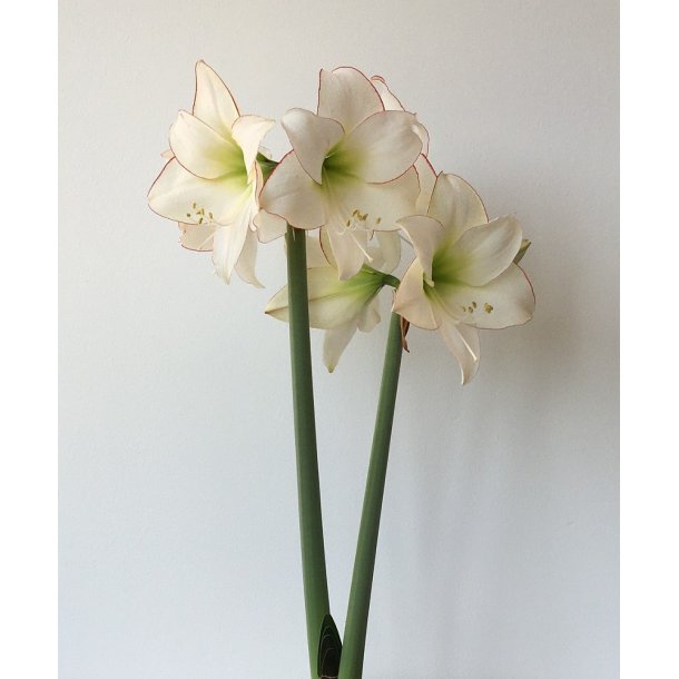 Hippeastrum Picotee
