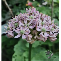 Allium Pink Jewel
