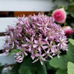 Allium Pink Jewel