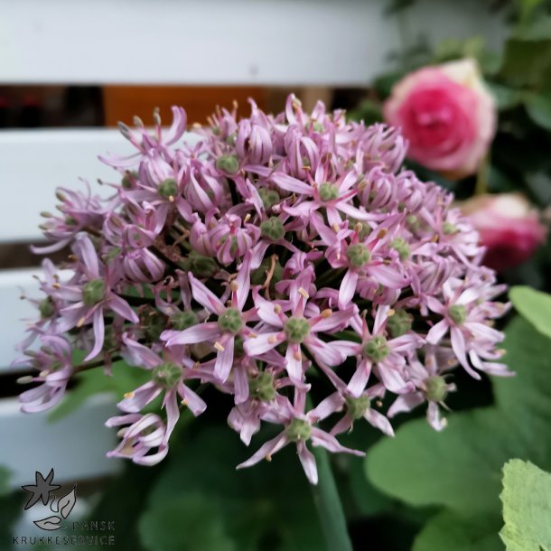 Allium Pink Jewel
