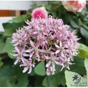 Allium Pink Jewel