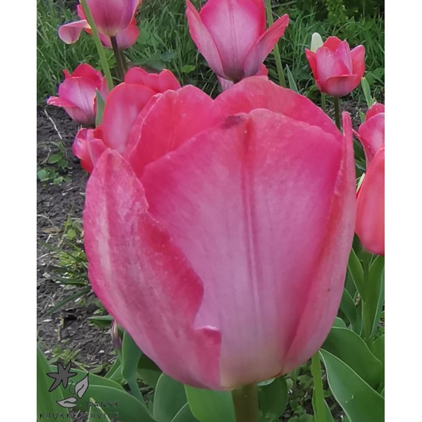 Tulipan Pink sound