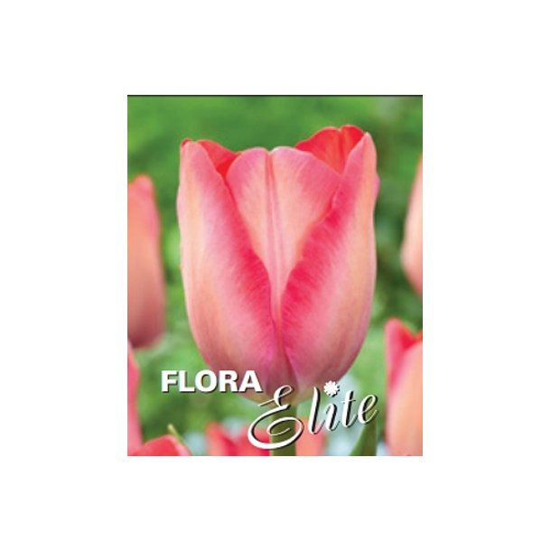 Tulipan Pink sound
