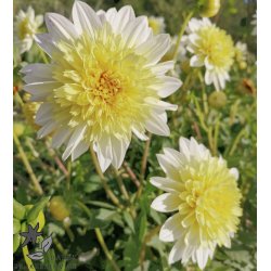 Dahlia Platinum Blonde