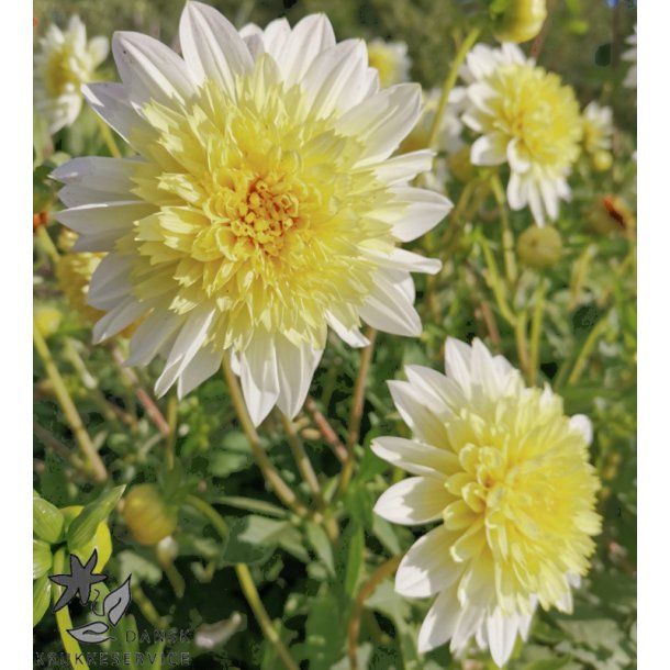 Dahlia Platinum Blonde