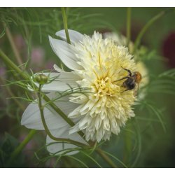 Dahlia Platinum Blonde