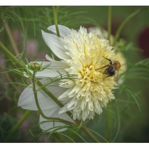 Dahlia Platinum Blonde