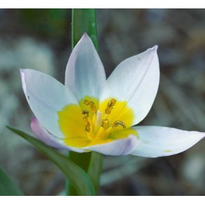 Botanisk Tulipan polychroma