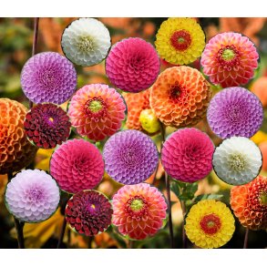 Dahlia Pompon Mix