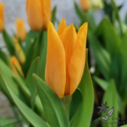 Tulipan praestans Shogun