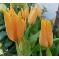 Tulipan praestans Shogun