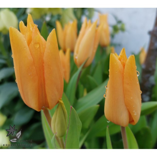 Tulipan praestans Shogun