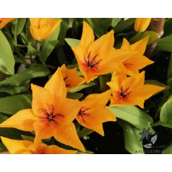 Tulipan praestans Shogun