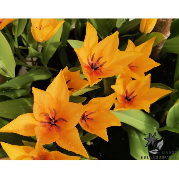 Tulipan praestans Shogun