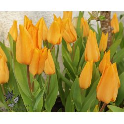 Tulipan praestans Shogun