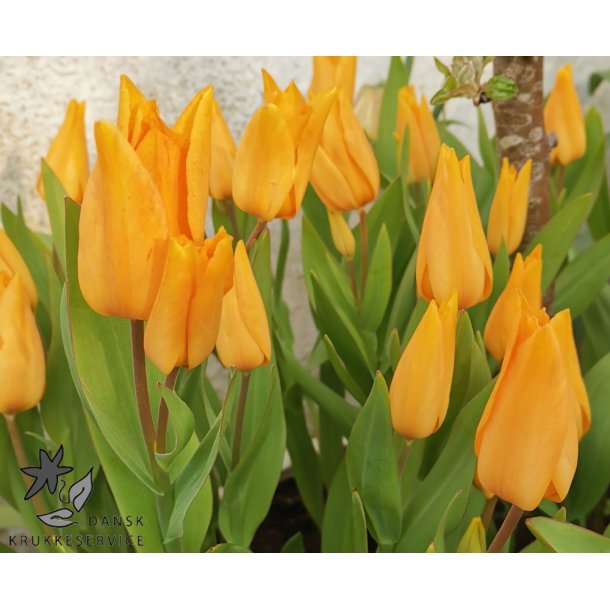 Tulipan praestans Shogun