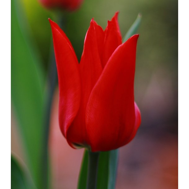 Tulipan Pretty Woman