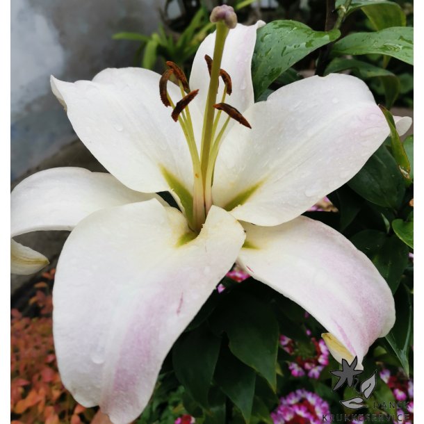 Lilium O/T, Pretty Woman