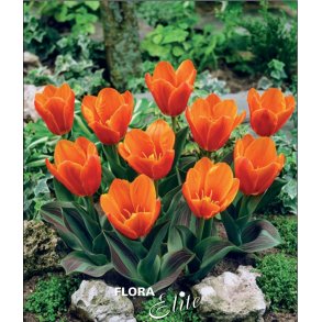 Tulipan Princess Household