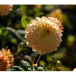 Dahlia Princesse Elisabeth