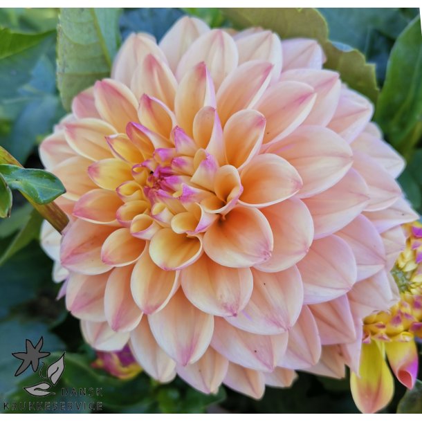 Dahlia Princesse Elisabeth