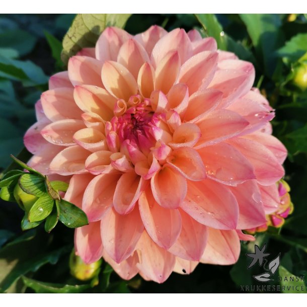 Dahlia Princesse Elisabeth