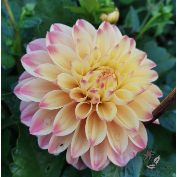 Dahlia Princesse Elisabeth