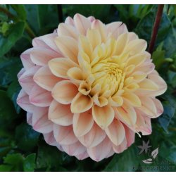 Dahlia Princesse Elisabeth