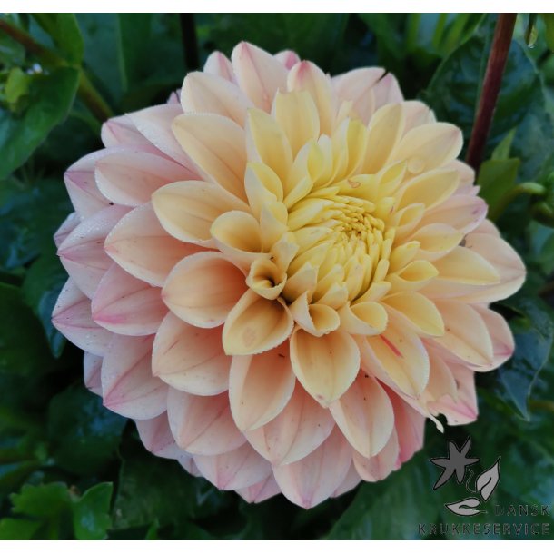 Dahlia Princesse Elisabeth