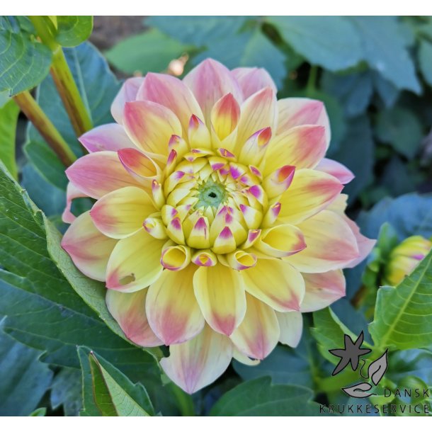 Dahlia Princesse Elisabeth