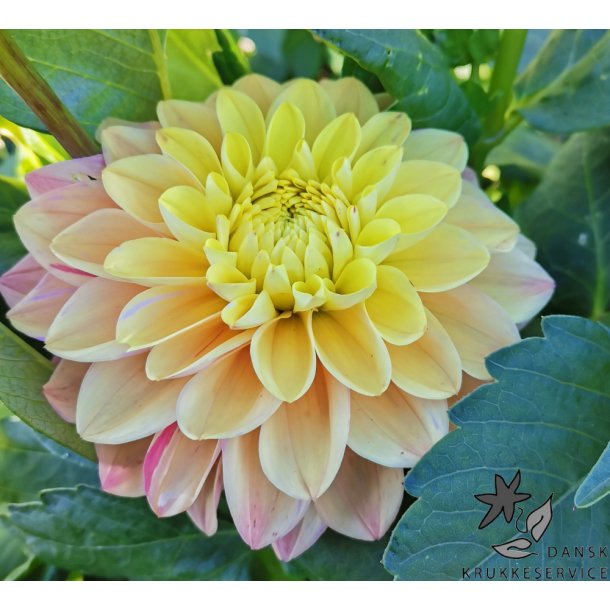 Dahlia Princesse Elisabeth