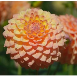 Dahlia Princesse Elisabeth