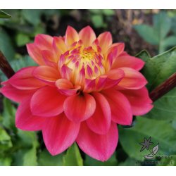 Dahlia Princesse Gracia