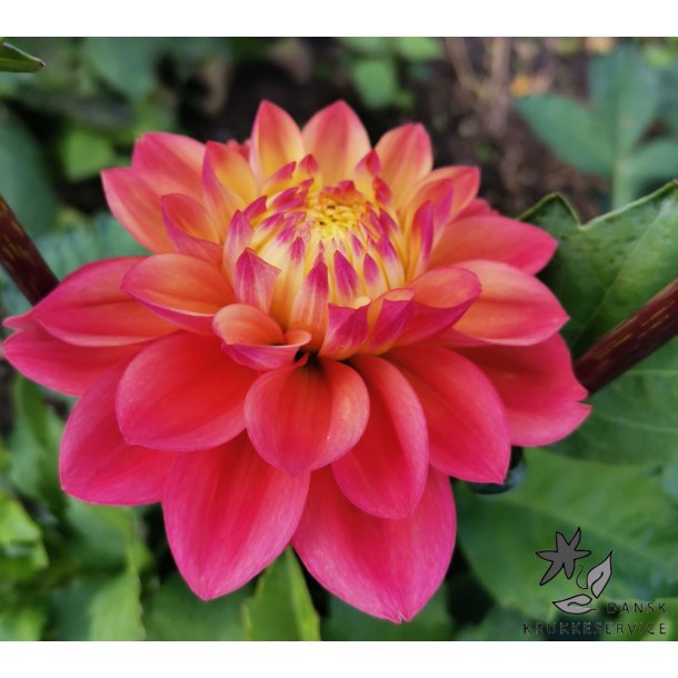 Dahlia Princesse Gracia