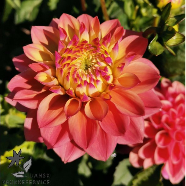 Dahlia Princesse Gracia