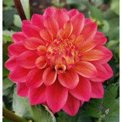Dahlia Princesse Gracia