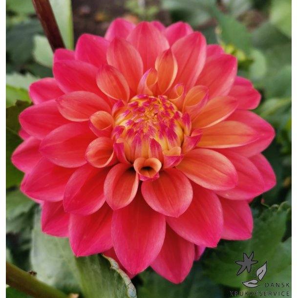 Dahlia Princesse Gracia