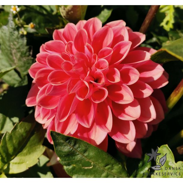 Dahlia Princesse Gracia