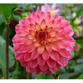Dahlia Princesse Gracia