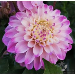 Dahlia Princesse Laetitia