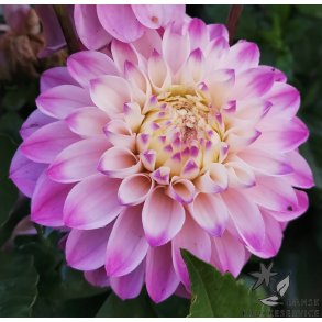 Dahlia Princesse Laetitia