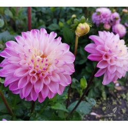 Dahlia Princesse Laetitia