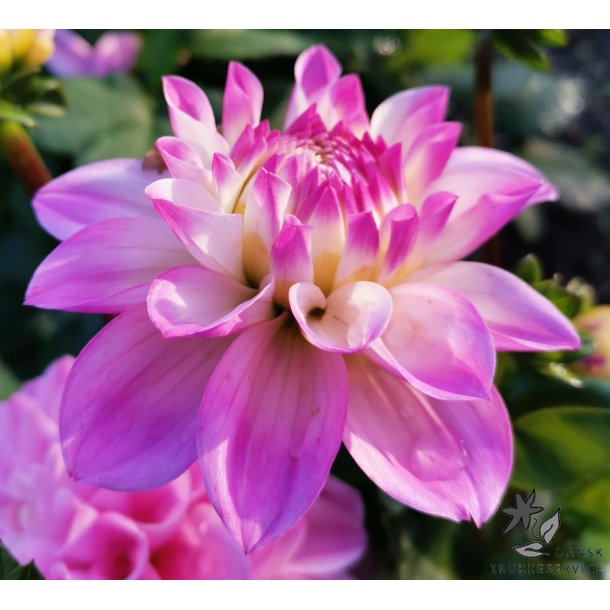 Dahlia Princesse Laetitia